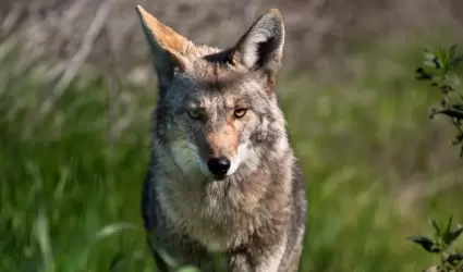 Coyote