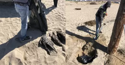 Aves muertas en la playa