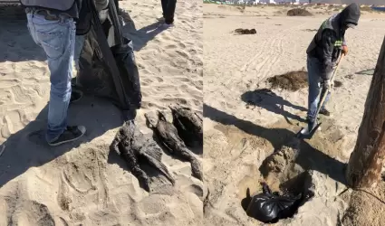 Aves muertas en la playa