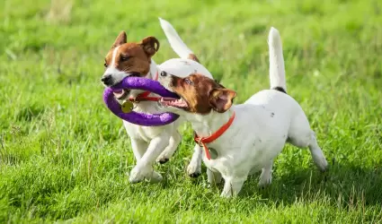 Juguetes para perros.