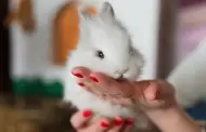 ¿Qué necesitas para tener un conejo de mascota?