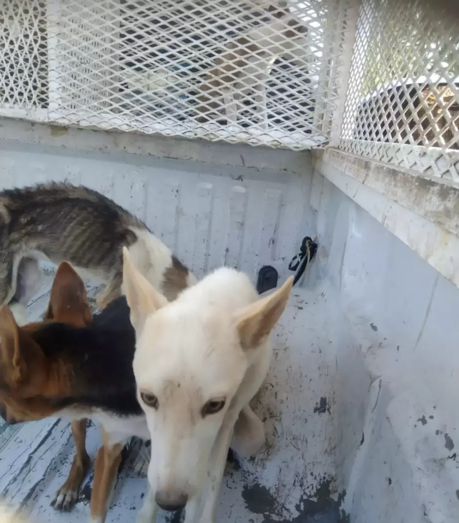 Caninos vctimas de maltrato animal