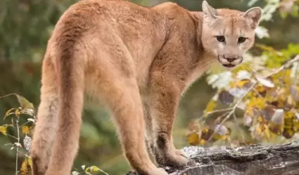 Puma