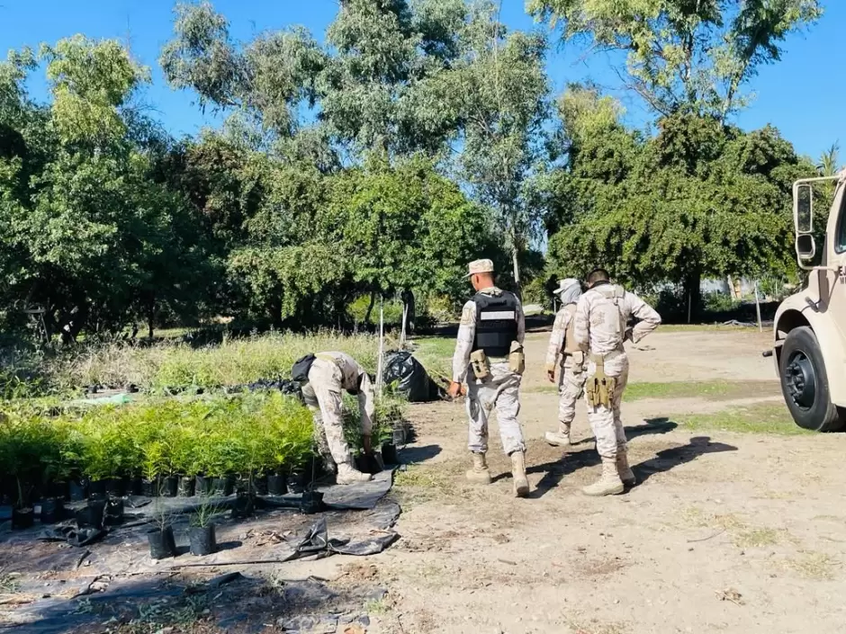 Reforestacin de Tijuana