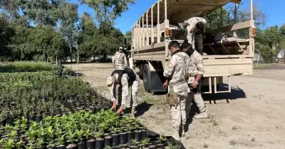 Reforestacin de Tijuana