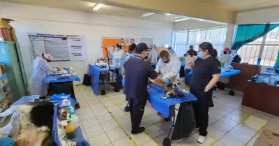 Jornada de esterilizacin de mascotas