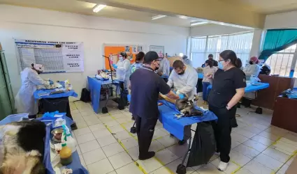 Jornada de esterilizacin de mascotas