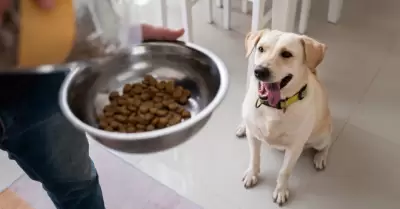 Alimento para perro.