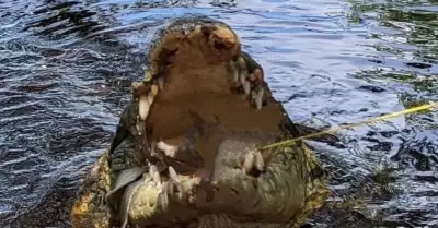 Ataque de cocodrilo