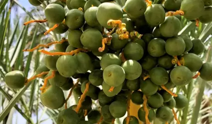 Cuenta el Valle de Mexicali con productores capacitados para el manejo del culti