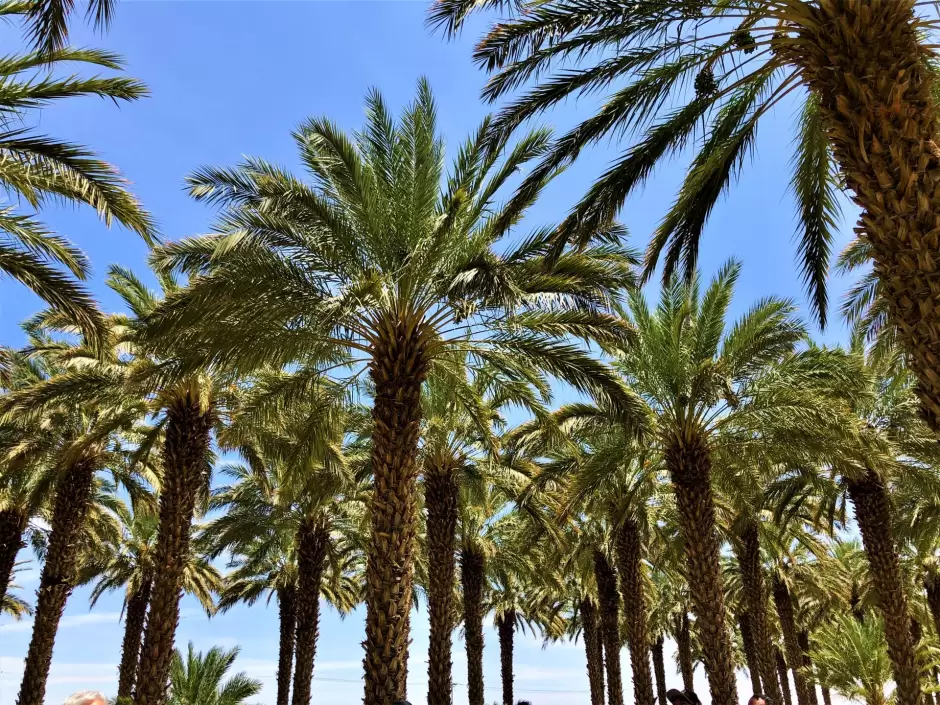 Cuenta el Valle de Mexicali con productores capacitados para el manejo del cultivo del dtil