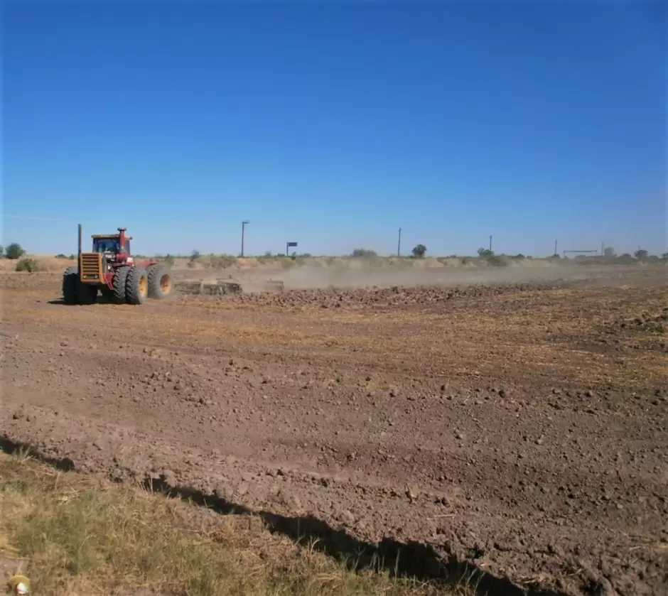 Cultivo del trigo en el Valle de Mexicali