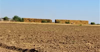 Cultivo del trigo en el Valle de Mexicali