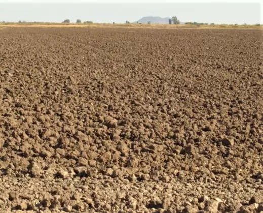 Cultivo del trigo en el Valle de Mexicali