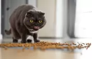 ¿Cuál es el mejor alimento para gatos?