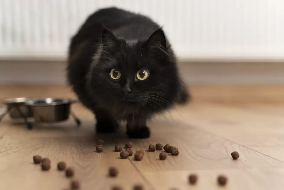 gato comiendo