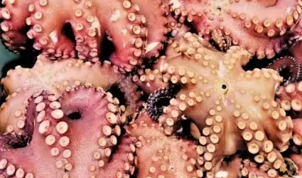 Pulpo