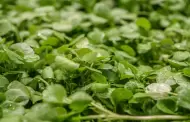 Este es el alimento ms saludable, barato y fcil de conseguir