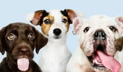 Perros