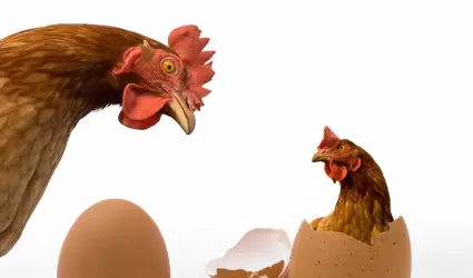 Gallina y huevo