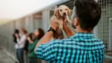 Adopcin de mascotas