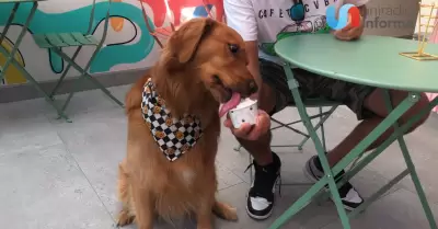Consienten a mascotas de Tijuana llevandolos a la heladeria