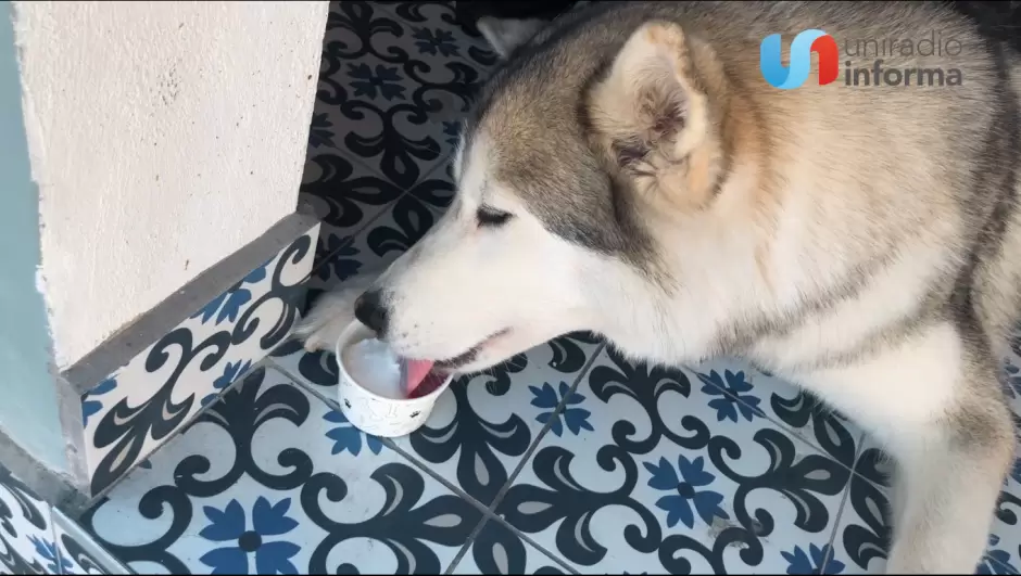 Consienten a mascotas de Tijuana llevandolos a la heladeria