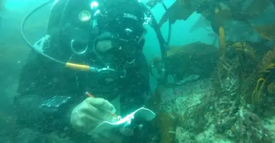 Reforestan bosques marinos en Baja California