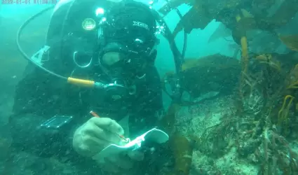 Reforestan bosques marinos en Baja California