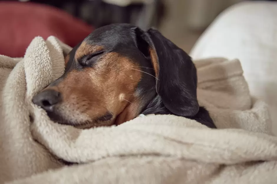 perro durmiendo