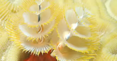 gusano �rbol de Navidad