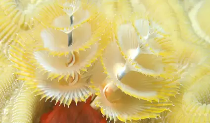 gusano �rbol de Navidad