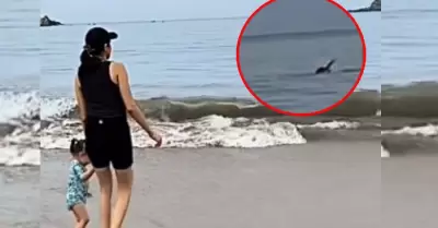 ataque de animal