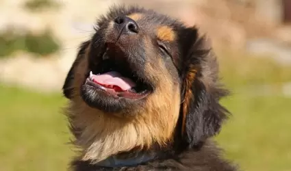 Perro
