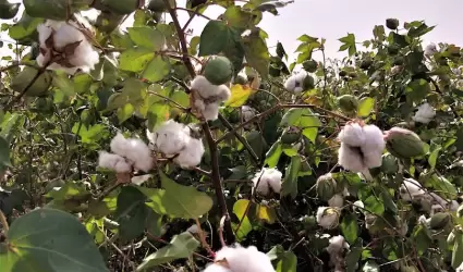 Cosechado el 47.61 por ciento de la superficie algodonera 2023 en el Valle de Me