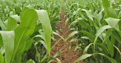 Otorgar�n fertilizantes gratuitos a 179 productores de Baja California