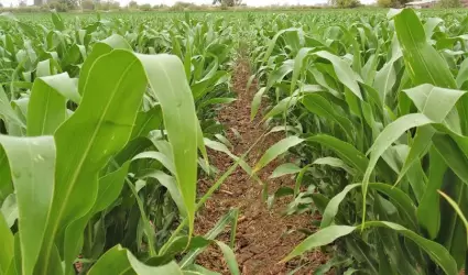 Otorgar�n fertilizantes gratuitos a 179 productores de Baja California