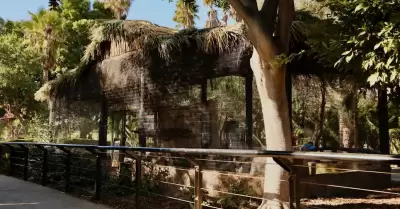 SIMPATT h�bitat de puercoespines en el Parque Morelos