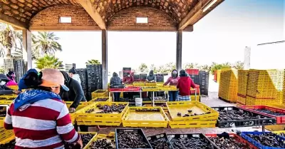 Fuerte impulso de la Secretar�a de AGRICULTURA al sector datilero del Valle de M