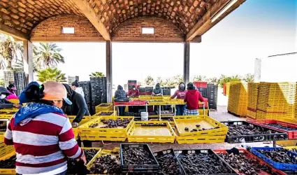 Fuerte impulso de la Secretar�a de AGRICULTURA al sector datilero del Valle de M