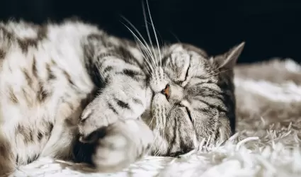 Gato dormido.