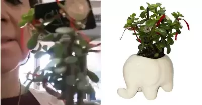 Planta anticristiana en Walmart