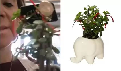 Planta anticristiana en Walmart
