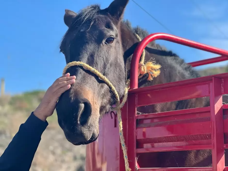 Rescatan a equino por maltrato animal