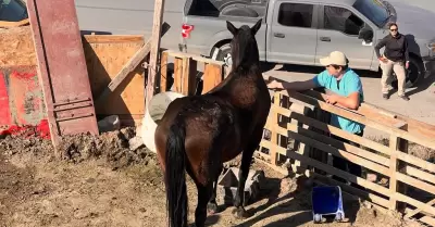 Rescatan a equino por maltrato animal