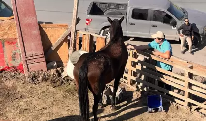 Rescatan a equino por maltrato animal