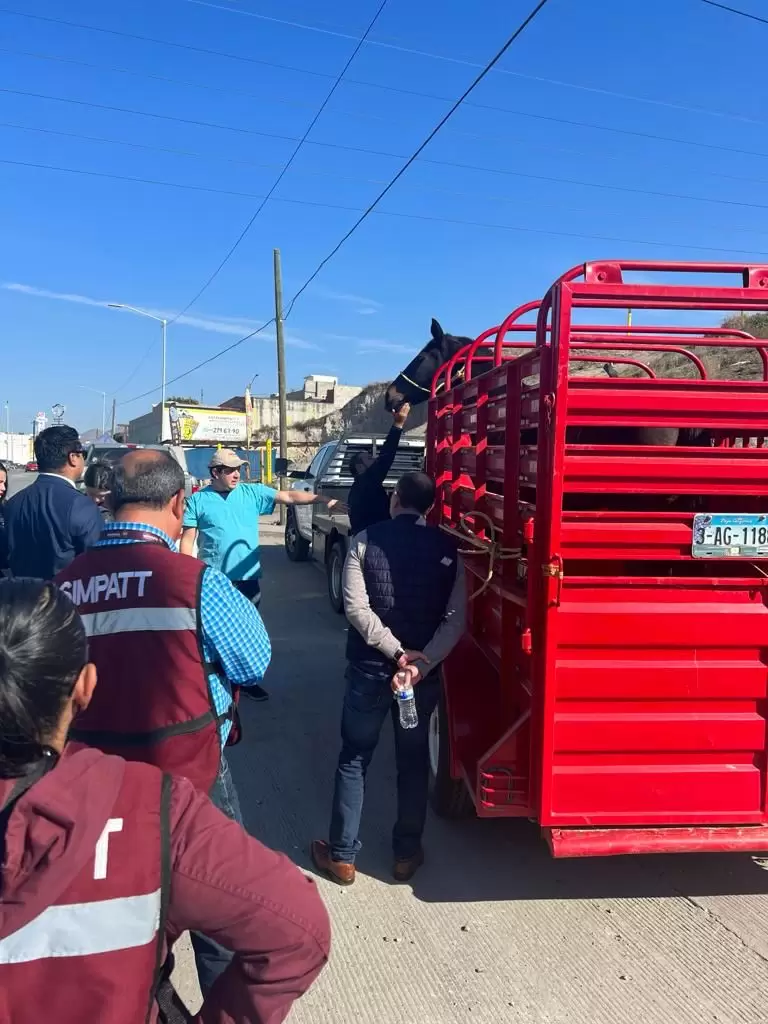 Rescatan a equino por maltrato animal