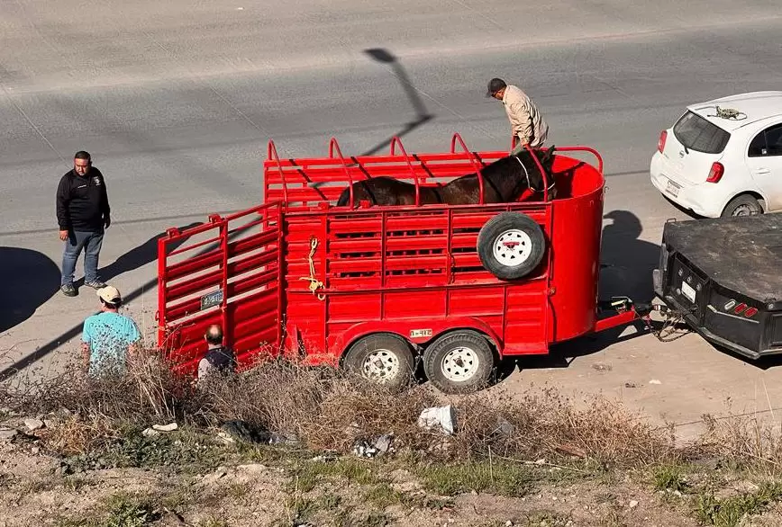 Rescatan a equino por maltrato animal