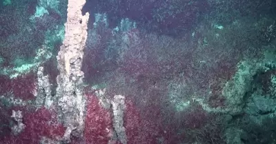 Descubren nuevos fila de bacterias y uno lo nombran en honor a Raquel Negrete, d