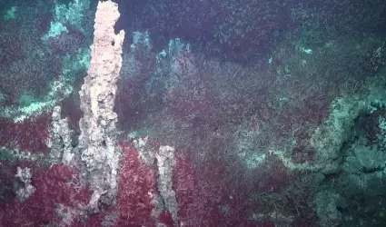 Descubren nuevos fila de bacterias y uno lo nombran en honor a Raquel Negrete, d